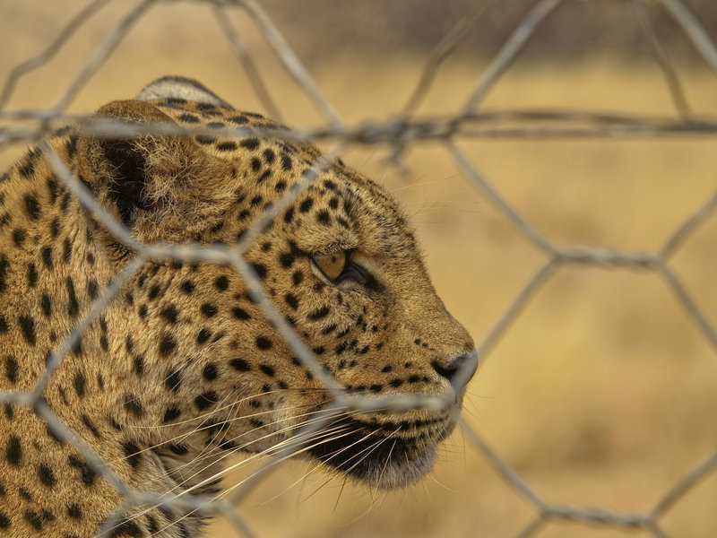Leopard, Hammerstein Lodge